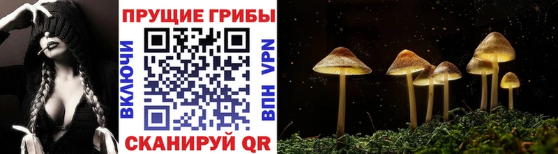 Псилоцибиновые грибы Psilocybe  закладка  Сорск 
